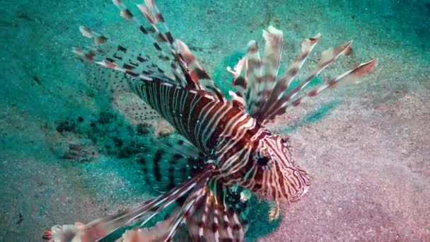 Common Lionfish Pterois Volitans Fish Swims Sandy Bottom Catches Small — Stock Video