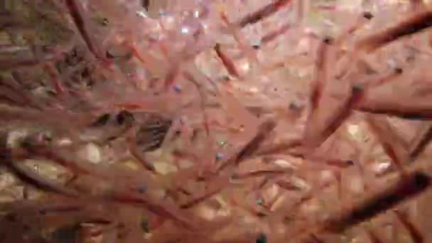 Meghatározatlan Lionfish Pterois Volitans Hal Úszik Homokos Aljára Fogások Kis — Stock videók