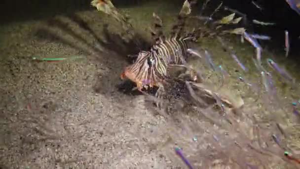 常见的狮子鱼 Pterois Volitans 鱼在沙底游过 捕捉小鱼 航行到灯笼的光 — 图库视频影像