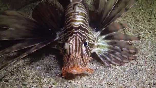 일반적인 사자물고기 Pterois Volitans 바닥위로 수영하며 등불의 빛으로 항해한 물고기를 — 비디오