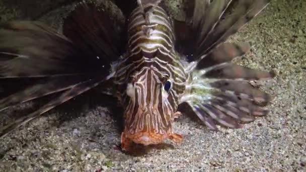 常见的狮子鱼 Pterois Volitans 鱼在沙底游过 捕捉小鱼 航行到灯笼的光 — 图库视频影像