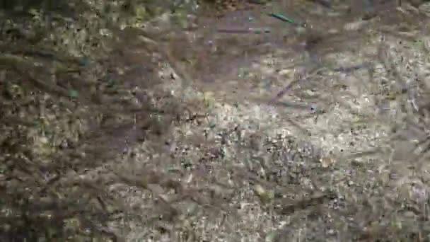 Pulpo Pequeño Por Noche Una Bandada Peces Pequeños Mar Rojo — Vídeo de stock