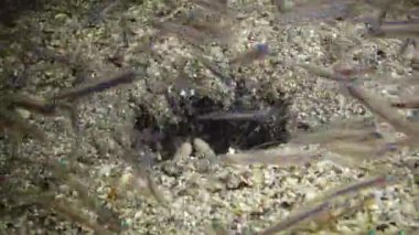 Bir peygamber devesi karidesi kumdaki bir delikten dışarı çıkar ve su altı lambasının ışığına yelken açmış küçük balıkları yakalar. Marsa Alam, Abu Dabab, Mısır