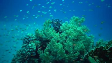 Kızıl Deniz 'deki mercan kayalıkları, Abu Dub. Statik video, tropikal balık ve mercanlarla dolu güzel sualtı manzarası. Hayat mercan kayalıkları. Mısır