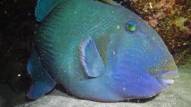 Mavi tetik balığı (Pseudobalistes fuscus), geceleri mercan resifinin altında dinlenen balıklar, Kızıl Deniz, Marsa Alam, Abu Dabab, Mısır