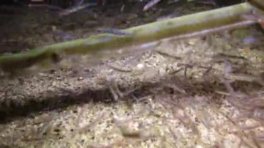 Kornetfish (Fistularia ticari sonii), bir sualtı fenerinin ışığında kumlu zeminin üzerinde geceleri yüzer. Marsa Alam, Abu Dabab, Mısır