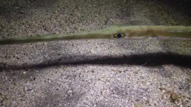 Kornetfish (Fistularia ticari sonii), bir sualtı fenerinin ışığında kumlu zeminin üzerinde geceleri yüzer. Marsa Alam, Abu Dabab, Mısır