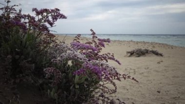 Kızıl Deniz 'de çiçek açan çöl bitkisi, Marsa Alam, Mısır
