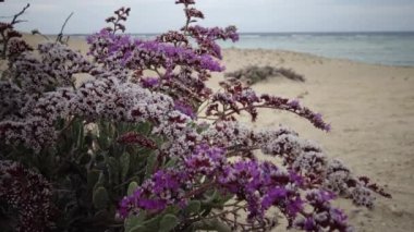 Kızıl Deniz 'de çiçek açan çöl bitkisi, Marsa Alam, Mısır