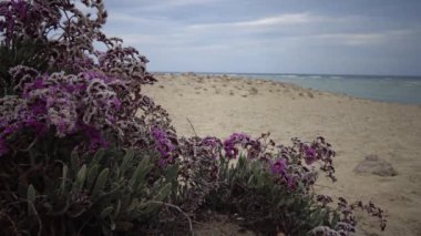 Kızıl Deniz 'de çiçek açan çöl bitkisi, Marsa Alam, Mısır