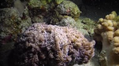Kızıl Deniz 'deki oral resif, Abu Dub, Mısır. Tropikal balık ve mercanlarla dolu güzel sualtı manzarası. Yaşam mercan resifi. 