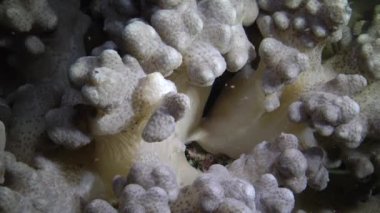 Kızıl Deniz 'deki oral resif, Abu Dub, Mısır. Tropikal balık ve mercanlarla dolu güzel sualtı manzarası. Yaşam mercan resifi. 