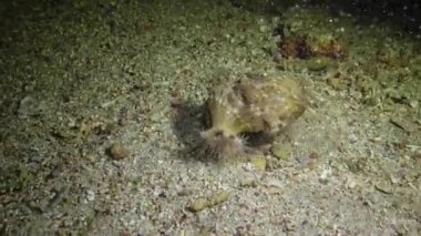 Kızıldeniz 'deki bir mercan resifinin yanında deniz şakayığı bulunan büyük bir münzevi yengeç taşıyıcısı (Dardanus tinctor). Marsa Alam, Abu Dabab, Mısır