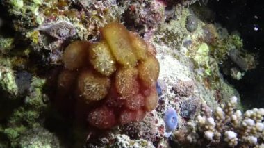 Kızıl Deniz 'deki mercan kayalıkları, Abu Dub, Mısır. Tropikal balık ve mercanlarla dolu güzel sualtı manzarası. Yaşam mercan resifi. 