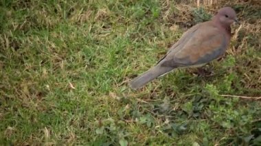 Otelin bölgesindeki Mısırlı güvercinler, evcil kuşlar, Mısırlı avifauna, bir kuş..