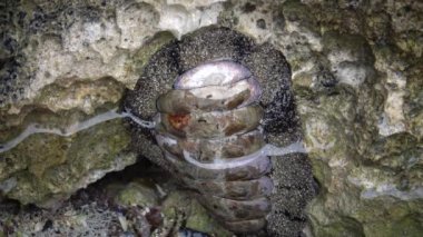 Vaillants chiton (Acanthopleura vaillanti), yiyecek aramak için kıyıya yakın sığ sularda sürünen, mercanlardan algleri kazıyan hayvanlar. Marsa Alam, Abu Dabab, Mısır