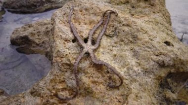 Kırılgan yıldız (Ophiocoma scolopendrina) mercan resifindeki kayaların üzerinde yavaşça sürünüyor, Marsa Alam, Abu Dabab, Mısır