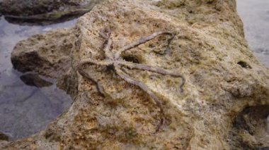 Kırılgan yıldız (Ophiocoma scolopendrina) mercan resifindeki kayaların üzerinde yavaşça sürünüyor, Marsa Alam, Abu Dabab, Mısır