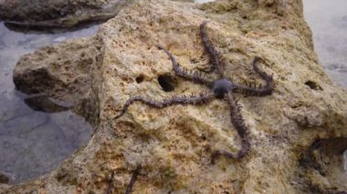 Kırılgan yıldız (Ophiocoma scolopendrina) mercan resifindeki kayaların üzerinde yavaşça sürünüyor, Marsa Alam, Abu Dabab, Mısır