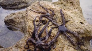 Kırılgan yıldız (Ophiocoma scolopendrina) mercan resifindeki kayaların üzerinde yavaşça sürünüyor, Marsa Alam, Abu Dabab, Mısır