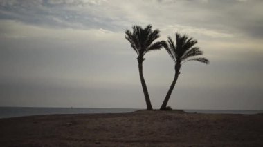 Hızlandırılmış video. Mercan resifinin kıyısındaki yalnız palmiye ağaçları bulutlu gökyüzünün arka planına karşı. Marsa Alam, Abu Dabab, Mısır
