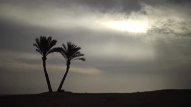 Hızlandırılmış video. Mercan resifinin kıyısındaki yalnız palmiye ağaçları bulutlu gökyüzünün arka planına karşı. Marsa Alam, Abu Dabab, Mısır