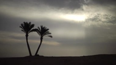 Mercan resifinin kıyısındaki yalnız palmiye ağaçları bulutlu gökyüzünün arka planına karşı. Marsa Alam, Abu Dabab, Mısır