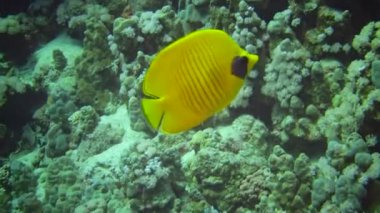 Maskeli kelebek (Chaetodon semilarvatus), bir mercan resifinin üzerinde yavaşça yüzer. Kızıl Deniz, Abu Dubb. Mısır