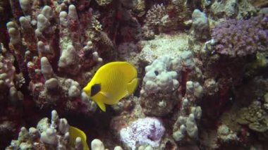 Maskeli kelebek (Chaetodon semilarvatus), bir mercan resifinin üzerinde yavaşça yüzer. Kızıl Deniz, Abu Dubb. Mısır