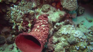 Dikenli tüp süngeri (Callyspongia crassa), Mısır 'daki bir su altı lambası ışığında deniz süngeri kırmızıdır.