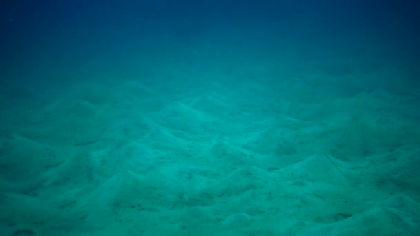 在埃及红海的珊瑚礁附近 有许多蠕虫生活的沙质海底 埃及阿布 阿拉姆 — 图库视频影像