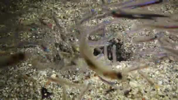 砂の穴からはマンティスエビが突き出し 水中ランプの光に向かって航海した小魚を捕る マルサ アラム アブダブ エジプト — ストック動画