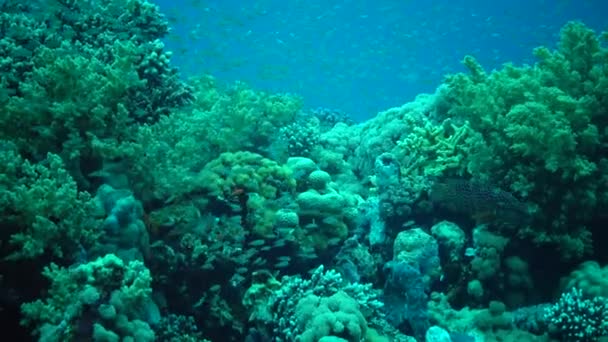 红海的珊瑚礁 静态录像 美丽的水下景观与热带鱼和珊瑚 生物珊瑚礁 — 图库视频影像