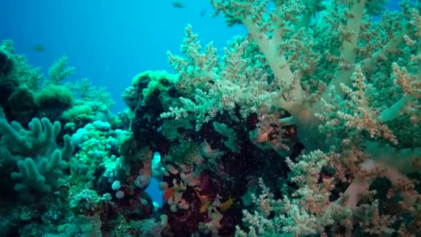 Coral Reef Red Sea Abu Dub Static Video Beautiful Underwater — Stock Video