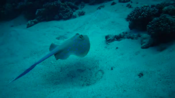 Taeniura Lymma Bluespotted Ribbontail Ray Lies Sand Floats Corals Reef — Vídeos de Stock