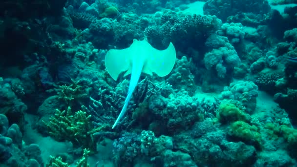 Taeniura Lymma 紅海のサンゴ礁 マルサ アラム エジプトのサンゴ礁の間に砂やフロートに青い鉢植えのリボンレイが横たわっています — ストック動画