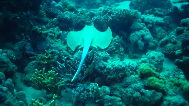 Taeniura Lymma Bluespotted Ribbontail Ray Encontra Areia Flutua Entre Corais — Vídeo de Stock