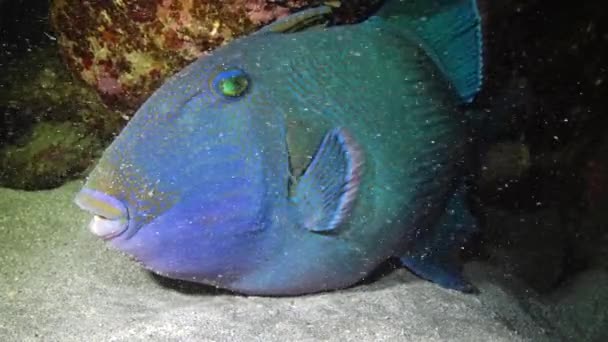 Gatilho Azul Pseudobalistes Fuscus Peixe Noite Descansando Fundo Sob Recife — Vídeo de Stock