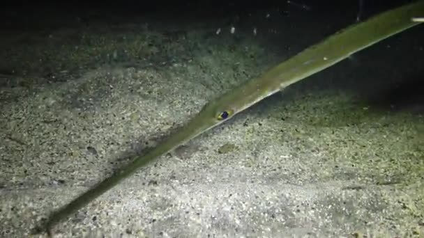 Cornetfish Fistularia Commersonii Fisch Schwimmt Nachts Über Dem Sandigen Boden — Stockvideo