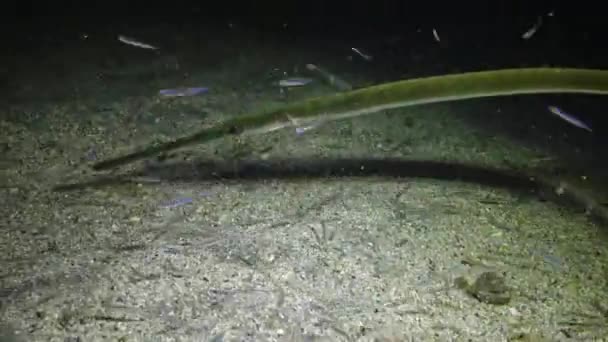 Kornetfish Fistularia Ticari Sonii Bir Sualtı Fenerinin Işığında Kumlu Zeminin — Stok video