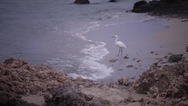 White Heron Bird Hunts Sandy Shore Next Coral Reef Red — Stock Video