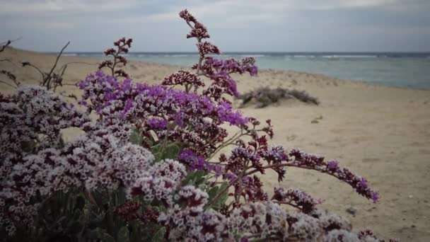 Blühende Wüstenpflanze Roten Meer Marsa Alam Ägypten — Stockvideo