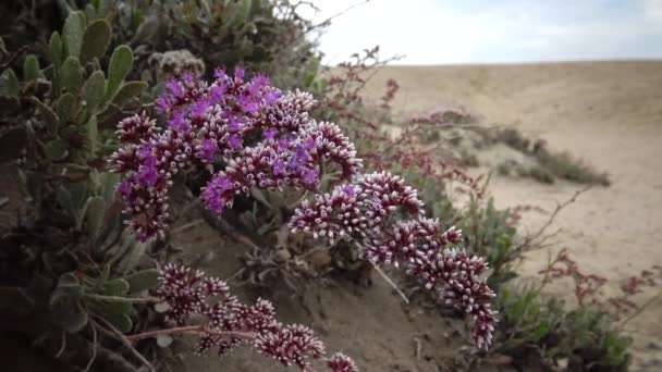 Virágzó Sivatagi Növény Vörös Tengeren Marsa Alam Egyiptom — Stock videók