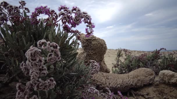 Virágzó Sivatagi Növény Vörös Tengeren Marsa Alam Egyiptom — Stock videók