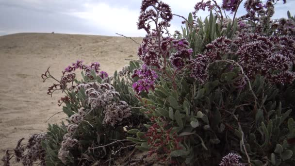 Blommande Öken Växt Röda Havet Marsa Alam Egypten — Stockvideo