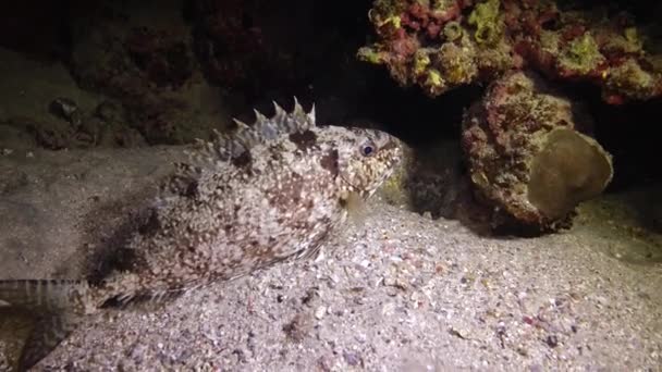 Fish Red Sea Night Video Tropical Fish Sleep Night Coral — Stock Video