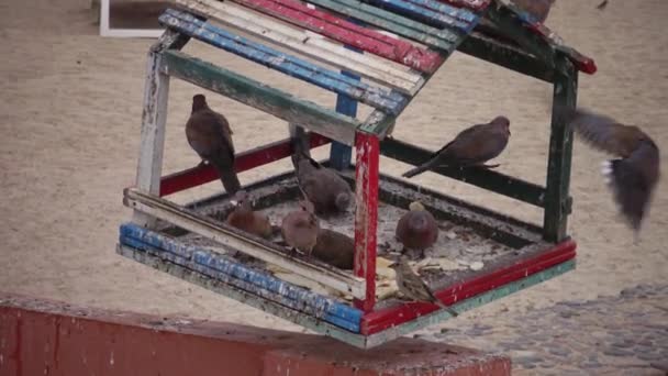 Egyiptomi Galambok Szálloda Területén Szelíd Madarak Egyiptomi Avifauna Egy Madár — Stock videók