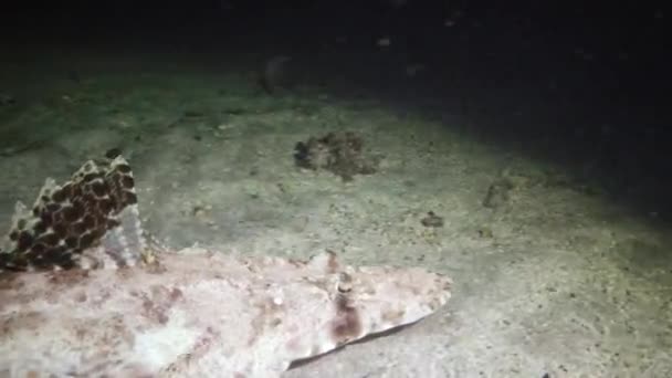 Vissen Van Rode Zee Liggend Bodem Tapijt Flathead Papilloculiceps Longiceps — Stockvideo