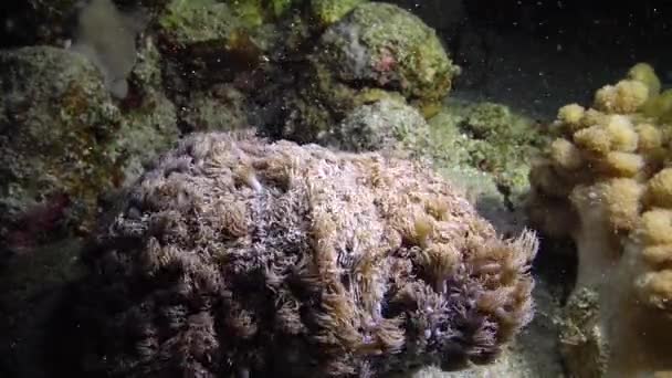 紅海のオーラルリーフ アブデュブ エジプト 熱帯魚やサンゴと美しい水中風景 生命のサンゴ礁 — ストック動画