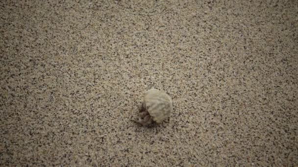 Ένας Ερημίτης Καβούρι Σέρνεται Κατά Μήκος Της Άμμου Στην Παράκτια — Αρχείο Βίντεο